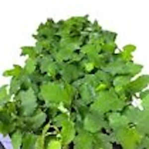 3 Black Mission Fig Tree Live Starter Plants - Fruit Bearing & Shade - Image 2
