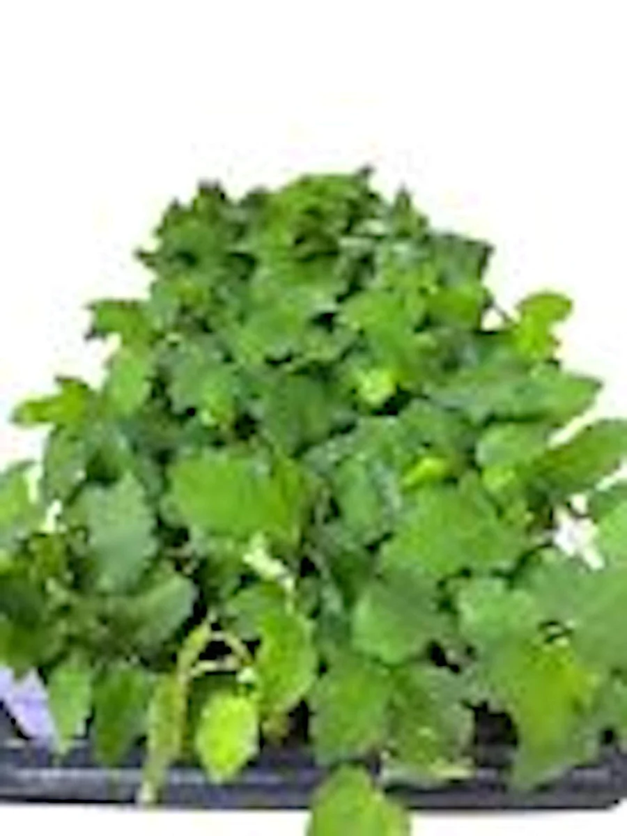 3 Black Mission Fig Tree Live Starter Plants - Fruit Bearing & Shade - Image 2
