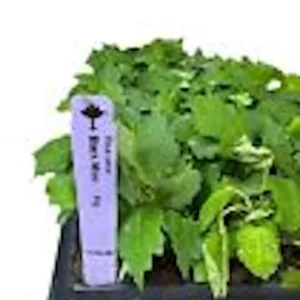 3 Black Mission Fig Tree Live Starter Plants - Fruit Bearing & Shade - Image 3