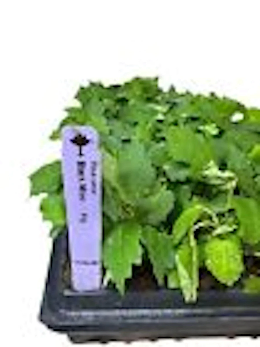 3 Black Mission Fig Tree Live Starter Plants - Fruit Bearing & Shade - Image 3