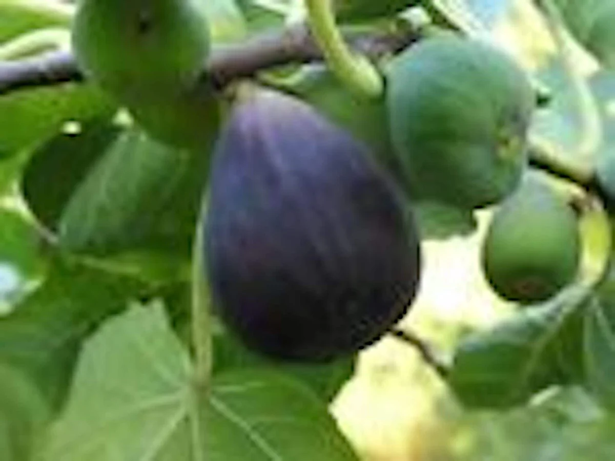 3 Black Mission Fig Tree Live Starter Plants - Fruit Bearing & Shade - Image 4
