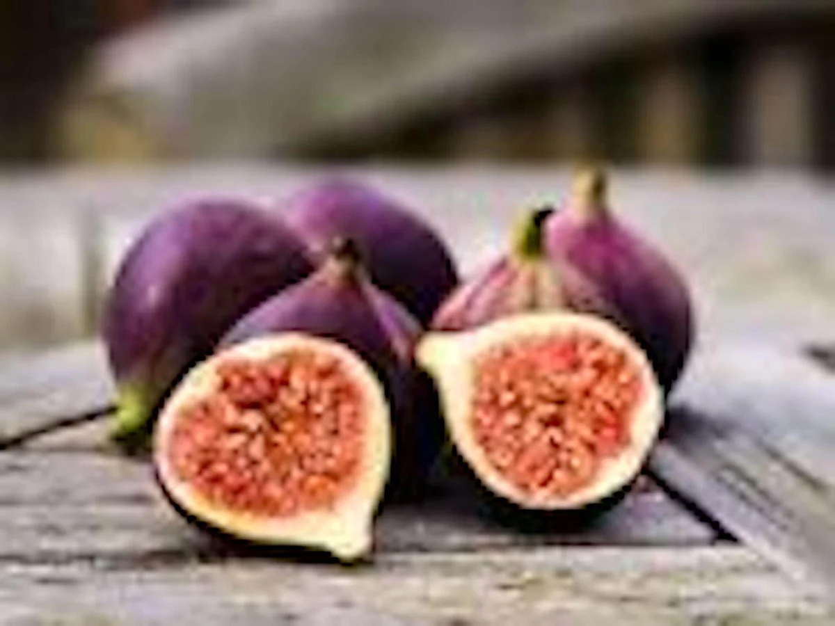3 Black Mission Fig Tree Live Starter Plants - Fruit Bearing & Shade - Image 5