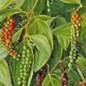3 Black Pepper Plant Piper Nigrum Live Starter Plants - Perennial Edible - Image 4