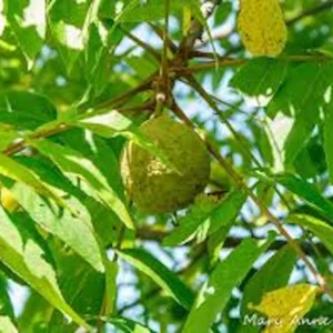 3 Black Walnut Tree Seedlings - 12-24in Tall, Live Bare Root Plants - Image 1