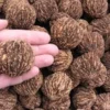 3 Black Walnut Tree Seeds - Juglans Nigra Organic for Nut Garden Planting - Image 1
