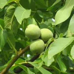 3 Black Walnut Tree Seeds - Juglans Nigra Organic for Nut Garden Planting - Image 3
