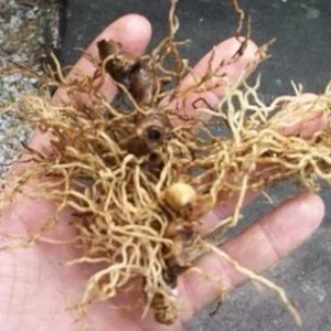 3 Blue Cohosh Bare Root Plants - Organic Perennial for Shade Garden - Image 3