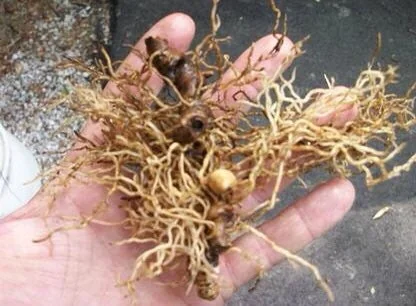 3 Blue Cohosh Bare Root Plants - Organic Perennial for Shade Garden - Image 6