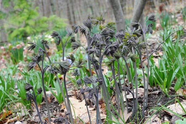 3 Blue Cohosh Bare Root Plants - Organic Perennial for Shade Garden - Image 7