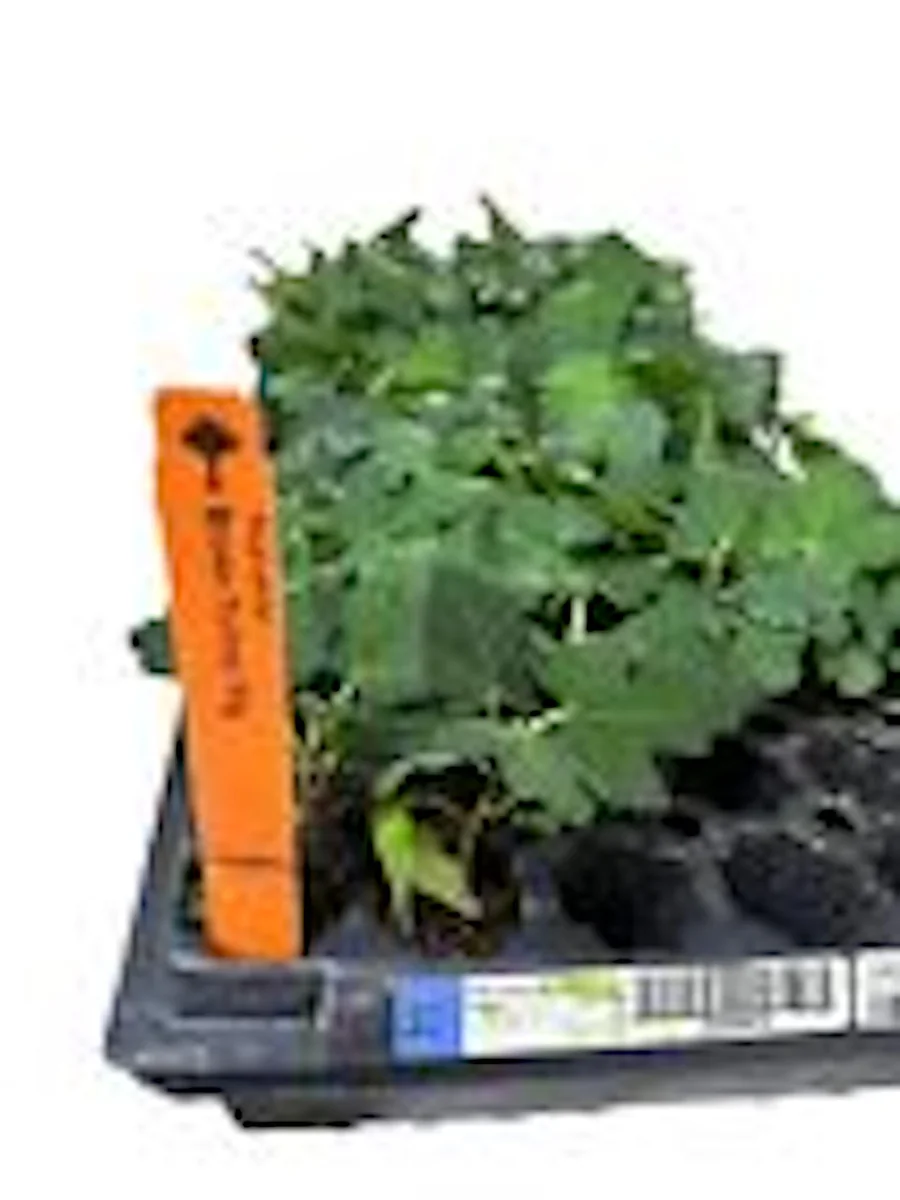 3 Brown Turkey Fig Tree Live Plants – Ficus Carica – Fruiting Perennial - Image 3