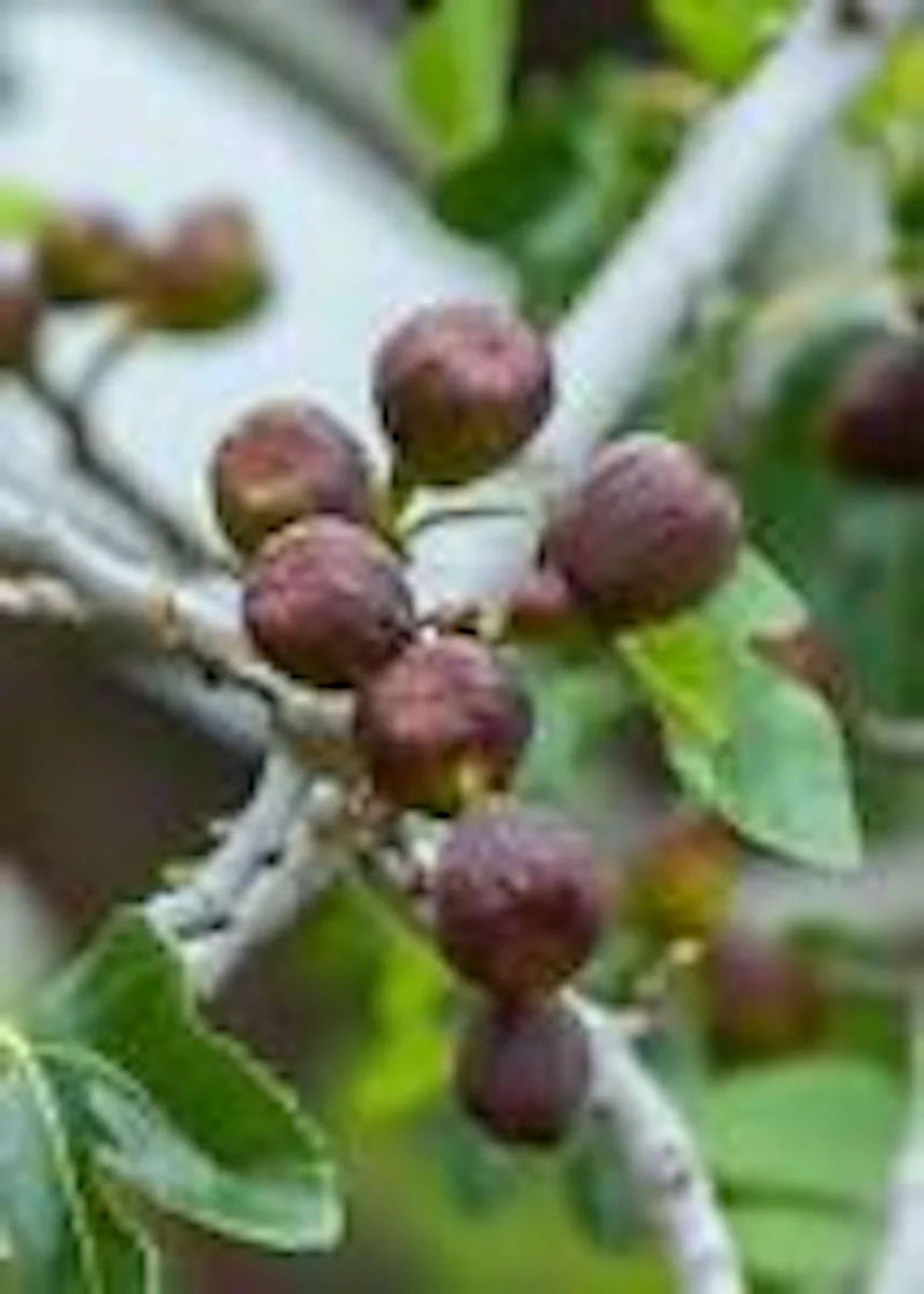 3 Brown Turkey Fig Tree Live Plants – Ficus Carica – Fruiting Perennial - Image 5