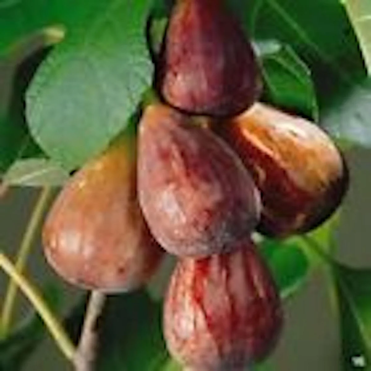 3 Brown Turkey Fig Tree Live Plants – Ficus Carica – Fruiting Perennial - Image 1