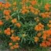 3 Butterfly Weed Plant Bare Roots - Asclepias Tuberosa Wildflower - Image 1