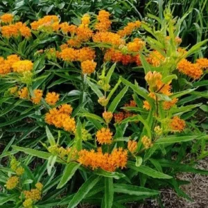 3 Butterfly Weed Plant Bare Roots - Asclepias Tuberosa Wildflower - Image 3