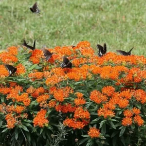 3 Butterfly Weed Plant Bare Roots - Asclepias Tuberosa Wildflower - Image 4