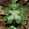 3 Canadian Waterleaf Bare Root Perennial for Shade Gardens, 1-2 ft Tall - Image 1