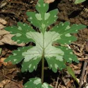 3 Canadian Waterleaf Bare Root Perennial for Shade Gardens, 1-2 ft Tall - Image 1