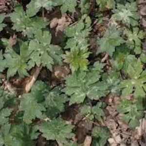 3 Canadian Waterleaf Bare Root Perennial for Shade Gardens, 1-2 ft Tall - Image 5