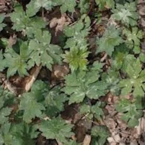 3 Canadian Waterleaf Bare Root Perennial for Shade Gardens, 1-2 ft Tall - Image 8