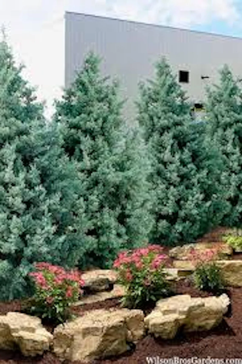 3 Carolina Sapphire Cypress Live Plants – Evergreen Blue Cypress Starter, 4-6" Tall - Image 3