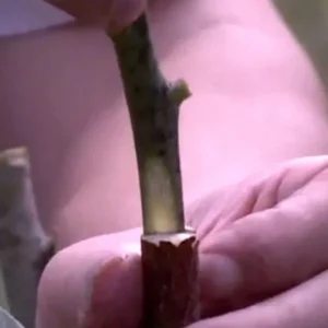 3 Carrie Mango Cuttings Scions for Grafting - Create Grafted Trees - Image 5