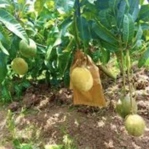 3 Carrie Mango Scions for Grafting - Fruit Tree Cuttings - Outdoor - Image 2