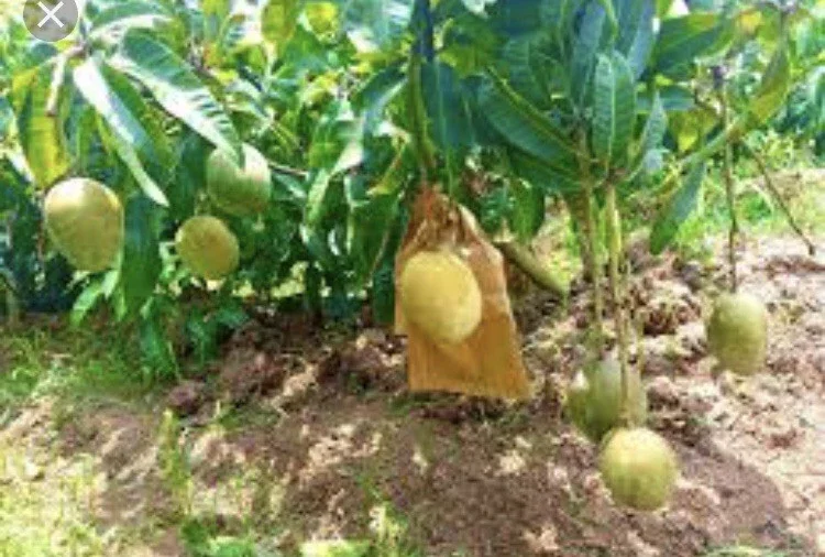 3 Carrie Mango Scions for Grafting - Fruit Tree Cuttings - Outdoor - Image 3