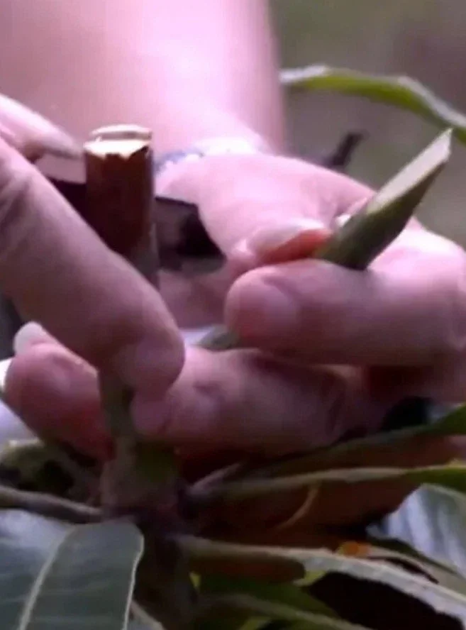 3 Carrie Mango Scions for Grafting - Fruit Tree Cuttings - Outdoor - Image 4