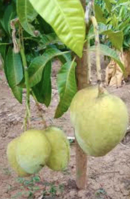 3 Carrie Mango Scions for Grafting - Fruit Tree Cuttings - Outdoor - Image 7