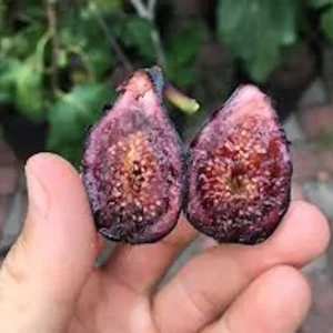 3 Celeste Fig Starter Plugs - Sweet Honey/Sugar Figs (Ficus carica) Live Plant - Image 8