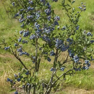 3 Chandler Blueberry Starter Plug Live Plants - Northern Highbush, Large Berries - Image 6