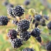3 Chickasaw Blackberry Starter Plug - Rubus fruticosus - Live Plant Outdoor - Image 1
