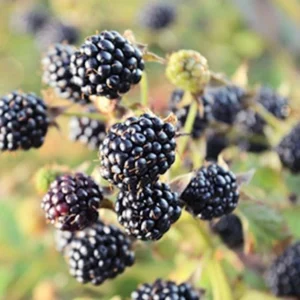 3 Chickasaw Blackberry Starter Plug - Rubus fruticosus - Live Plant Outdoor - Image 5