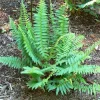 3 Christmas Fern Bare Root Plants (Polystichum Acrostichoides) - Outdoor Evergreen Shade Plant - Image 1