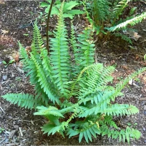 3 Christmas Fern Bare Root Plants (Polystichum Acrostichoides) - Outdoor Evergreen Shade Plant - Image 3
