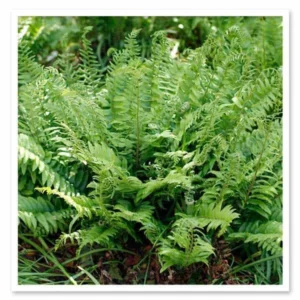 3 Christmas Ferns Polystichum Acrostichoides Bare Root Plant - Evergreen Perennial Shade Garden - Image 5