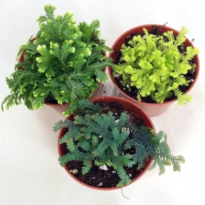 3 Club Moss Plants - Selaginella Live Plants - 2 inch Pots for Terrariums & Fairy Gardens - Image 2