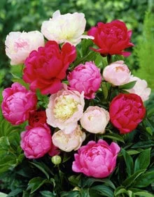 3 Cotton Candy Peony Mix Bareroot Plants - Karl Rosenfield, Sarah Bernhardt, Shirley Temple - Image 2