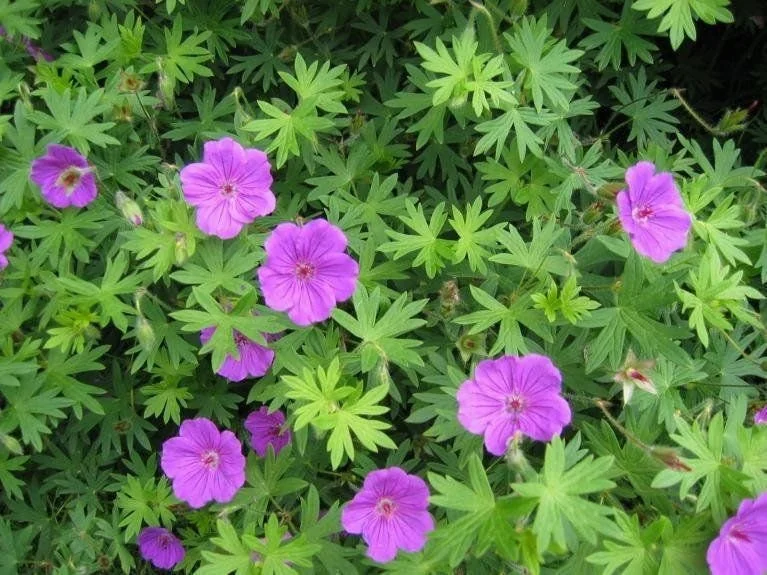 3 Cranesbill Wild Geranium Bare Root Plants - Organic Purple Shade Garden - Image 10