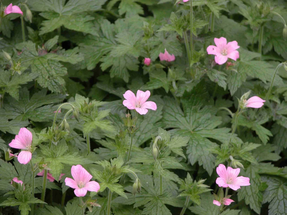 3 Cranesbill Wild Geranium Bare Root Plants - Organic Purple Shade Garden - Image 1