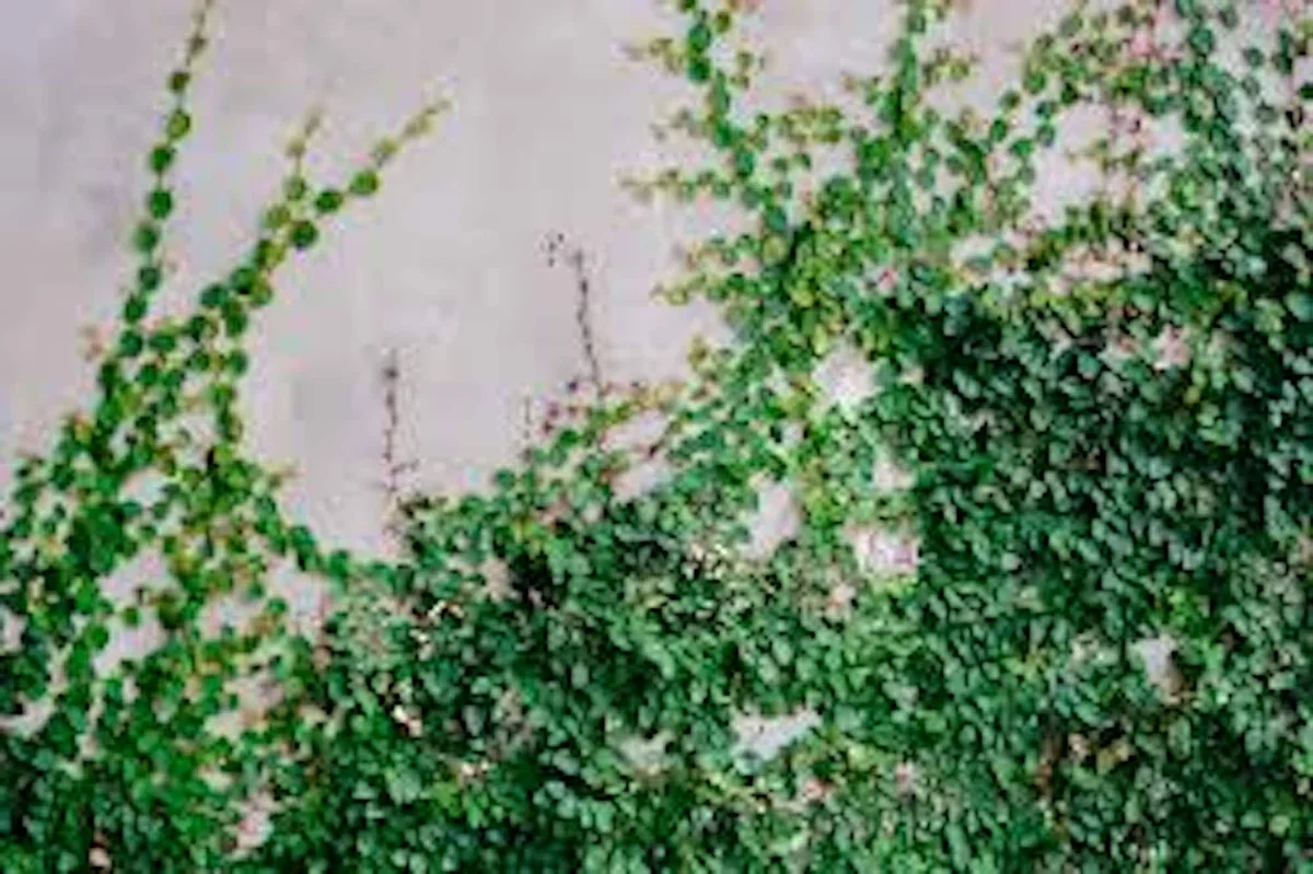 3 Creeping Fig Starter Plants (Ficus pumila) – Bare Root Vine – Outdoor Landscaping - Image 3