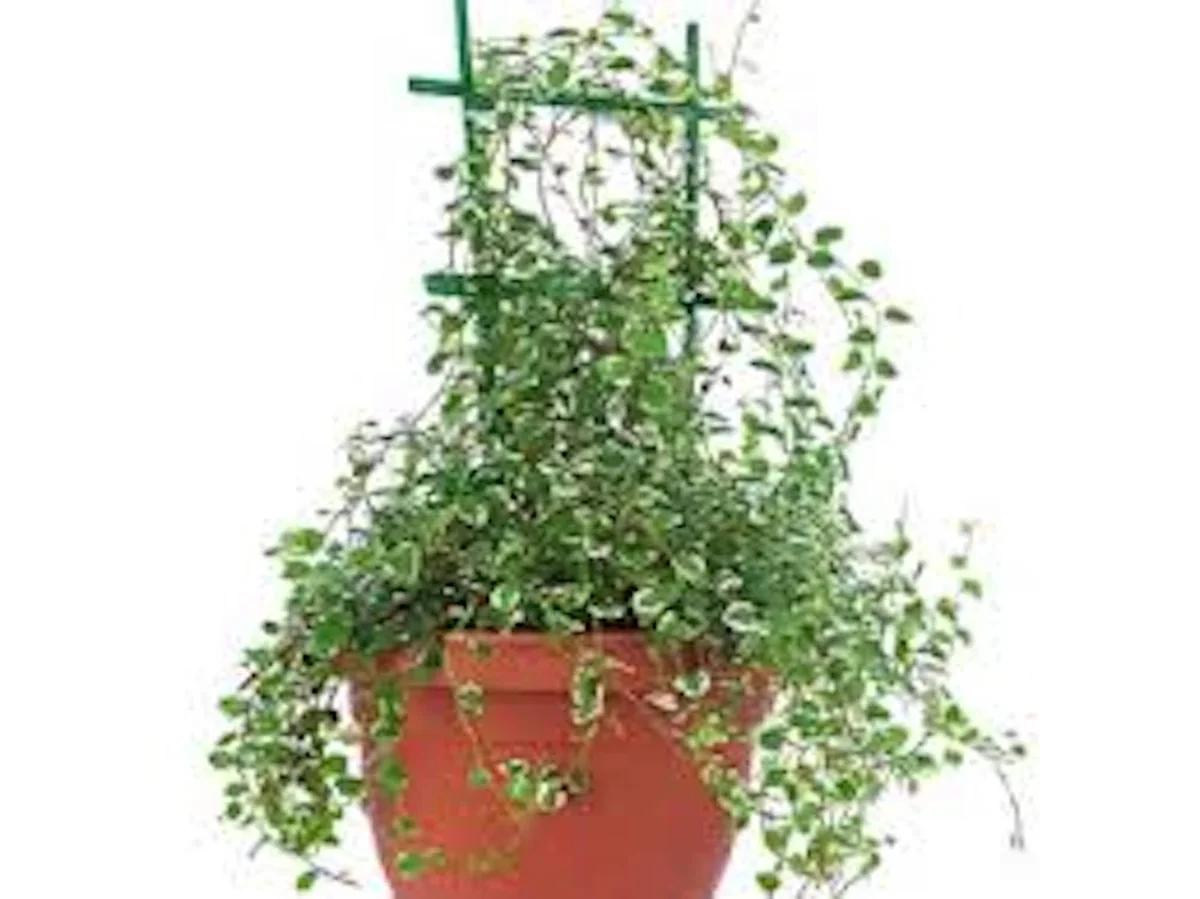 3 Creeping Fig Starter Plants (Ficus pumila) – Bare Root Vine – Outdoor Landscaping - Image 4