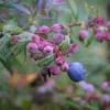 3 Darrow's Native Blueberry Starter Plug Vaccinium darrowii - Outdoor Live Shrub - Image 1