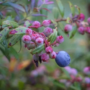 3 Darrow's Native Blueberry Starter Plug Vaccinium darrowii - Outdoor Live Shrub - Image 1