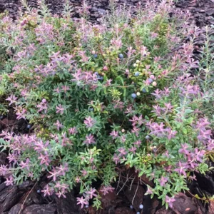 3 Darrow's Native Blueberry Starter Plug Vaccinium darrowii - Outdoor Live Shrub - Image 7