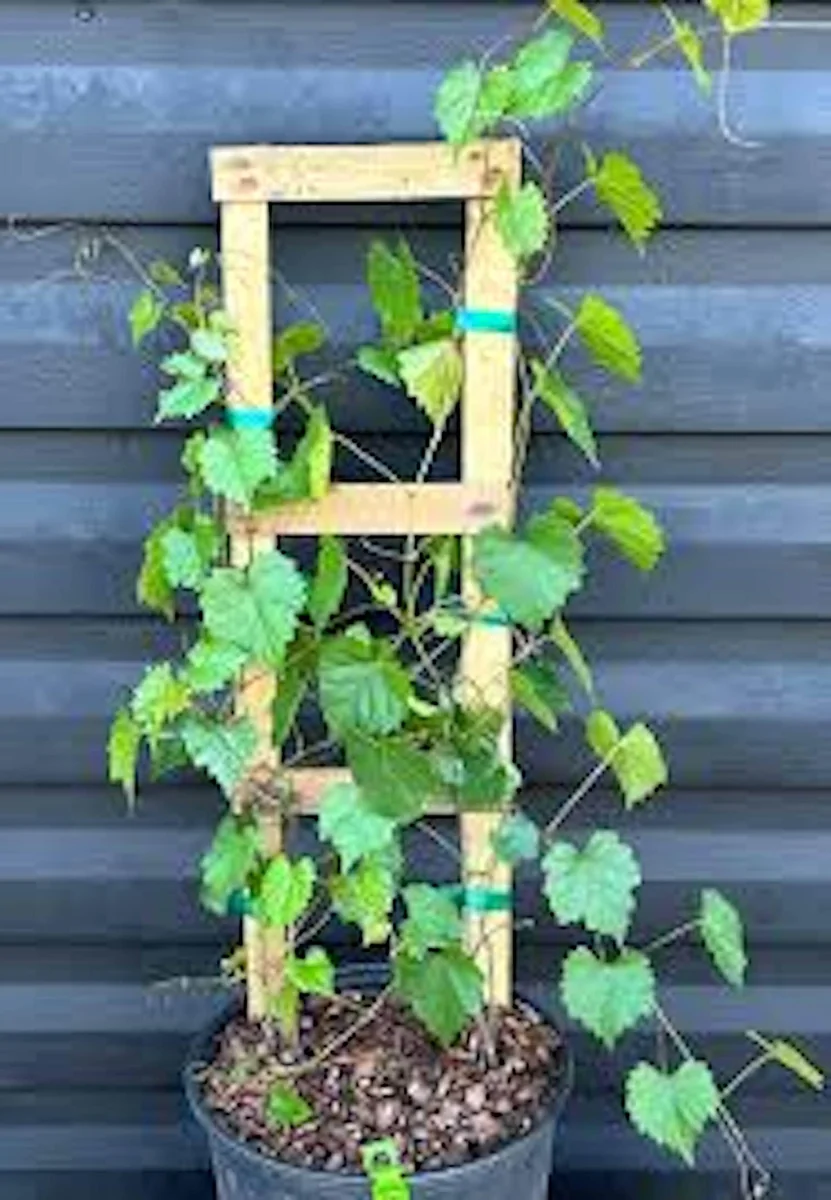 3 Delicious Muscadine Grape Vine Live Starter Plant - Vitis Rotundifolia - Image 3