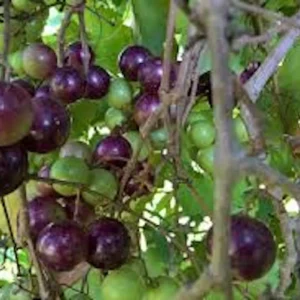 3 Delicious Muscadine Grape Vine Live Starter Plant - Vitis Rotundifolia - Image 1