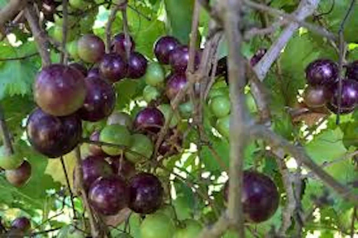 3 Delicious Muscadine Grape Vine Live Starter Plant - Vitis Rotundifolia - Image 1