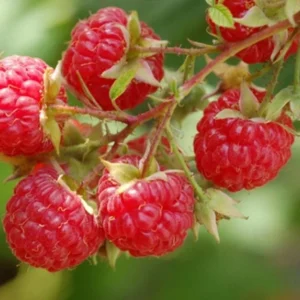 3 Dorman Red Raspberry Starter Plugs - Heat-Tolerant Bare Root Plant - Image 5