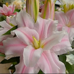 3 Double Lily Flower Bulbs Mix Pink White - Perennial Florist Flowers - Image 2
